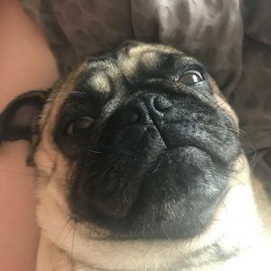 Meet your Posher, Morgan